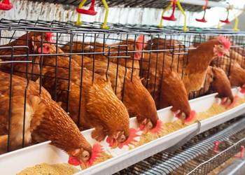 Dezosan Wigor Sucha dezynfekcja ściółki paleta 1000 kg DOSTAWA GRATIS