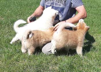 Akita Inu czerwone i białe