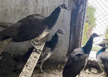 Sprzedam pawie samice