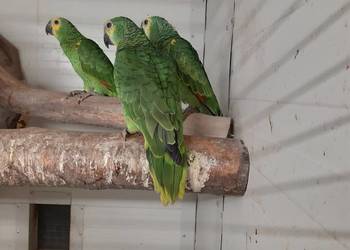 Sprzedam Amazonki niebieskoczelne