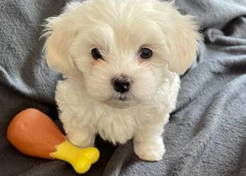 Maltańczyk z rodowodem