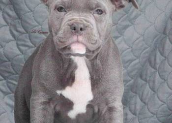 American Staffordshire Terrier Blue Amstaff Szczeniak Samiec