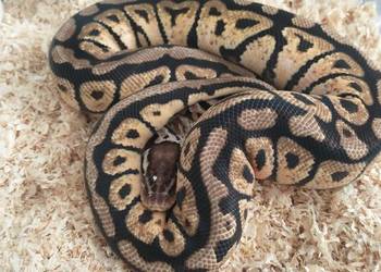 Pyton regius. Wąż królewski. Samce, samice.