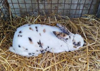 Samiec rex trójbarwny