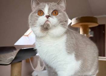 Piękna koteczka bicolorka z legalnej hodowli Perła Południa