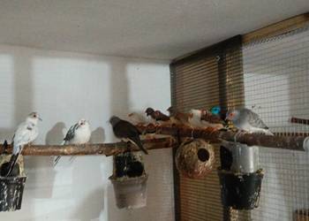 Gołąbki diamentowe