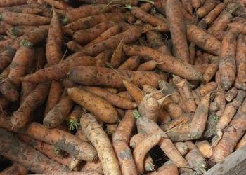 Marchew, niemyta, niesortowana 400kg