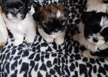 Szczenięta  Shih-tzu