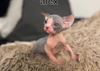 kociaki sfinks kanadyjski sfinksy kocurki koty kotka