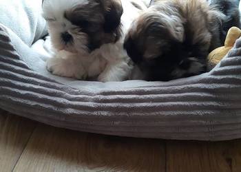 Shih tzu szczenięta do rezerwacji