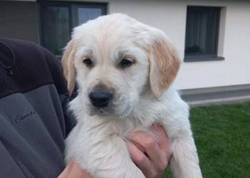 Golden Retriever szczeniaki