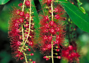 BARINGTONIA ACUTANGULA Barringtonia acutangula - NASIONA 15 sztuk - 10g