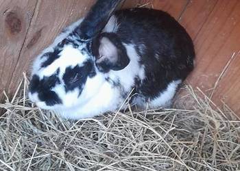 Samica królika mieszaniec z 4 młodymi