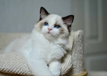 Faworek kocurek Ragdoll