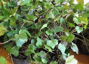 BLUSZCZ POSPOLITY ( hedera helix ) - w doniczkach, od 40 szt taniej
