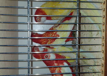 Rozelle białolice lutino, rubino, czerwone