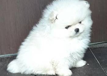 Szpic miniaturowy pomeranian miś