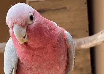 Kakadu Różowe szczepiące na Lutino