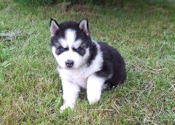 Szczeniak Syberian Husky przeurocza niebieskooka