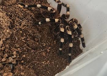 Acanthoscurria geniculata samica ok 3dc