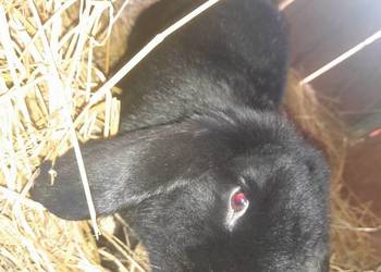 Witam sprzedam królika samice