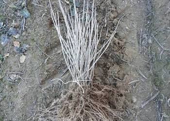 Porzeczka czarna czerwona sadzonka sztobry