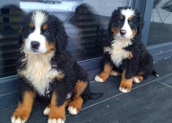 Berneński Pies Pasterski