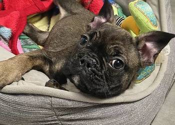 buldog francuski samiec + paszport