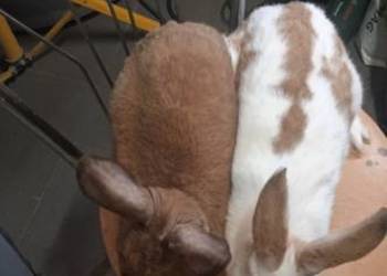 Sprzedam dwie samice