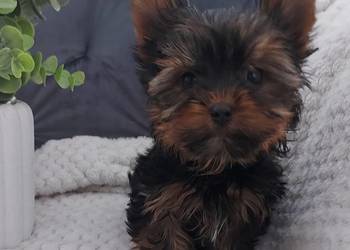 Malutki piesek yorkshire terrier