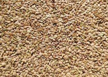 Seradela saradela poplon