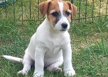 Jack Russell Terrier FCI
