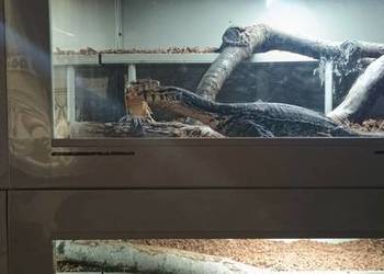 Para waranów leśnych + terrarium
