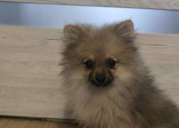 Szpic miniaturowy pomeranian