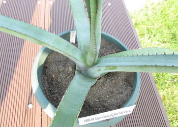 Żadka agawa kolekcjonerska z Meksyku - Agave aurea Cabo San Lucas -6 letnia