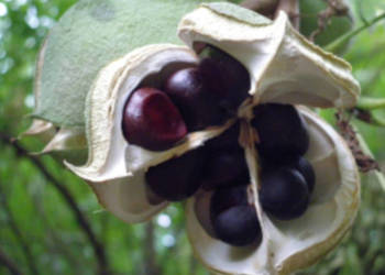 KASZTANEK JARZĘBOLISTNY Xanthoceras sorbifolium - NASIONA 14 sztuk - 10g.
