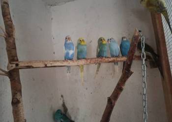 Sprzedam papugi faliste