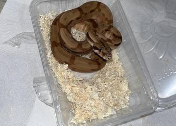 Samica Boa Cesarskiego