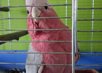 Kakadu papuga papugi