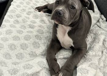 American bully urocza suczka