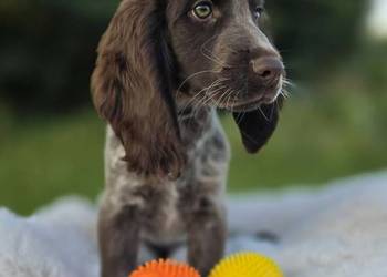 Polski Spaniel Myśliwski szczenię HARRY