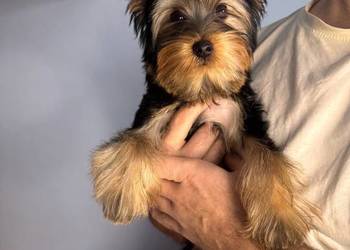 Yorkshire terrier piesek