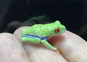 chwytnica czerwonooka (Agalychnis callidryas) w Gliwicach