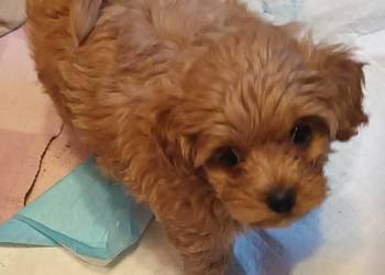 Sprzedam pieska- suczkę rasy maltipoo z czipem, zaszczepiona