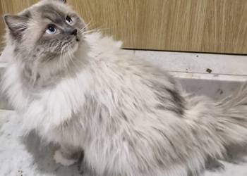 Ozzy Piękny Kocur Do Adopcji