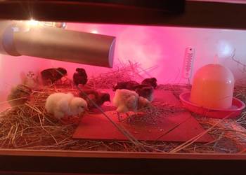 Kurczaki Grennschel , legbar