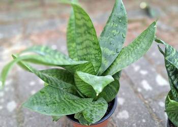 Sansevieria green hahnii 20 zł
