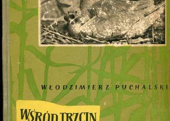 Wśród trzcin i wód - Puchalski