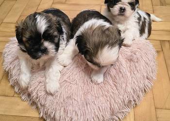 Szczenięta shih tzu z rodowodem