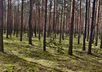 Rekreacyjna działka z lasem i rzeką obok ośrodka wypoczynkoweg Wawrzkowizna Rekreacyjna działka z lasem i rzeką obok ośrodka wypoczynkoweg Wawrzkowizna